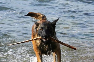 malinois, dog, belgian shepherd dog